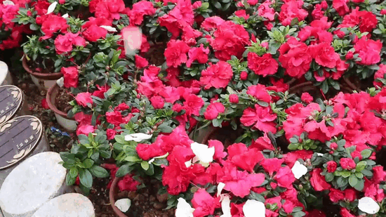 首页-人生就是博