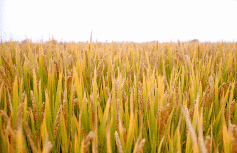 首页-人生就是博