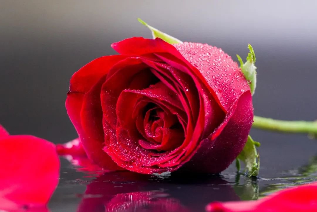 女神节 | 致敬“她”实力，，共筑优美未来