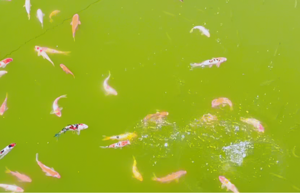 首页-人生就是博